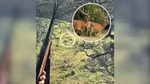 Un cazador abate durante una montería dos ciervos de un solo disparo