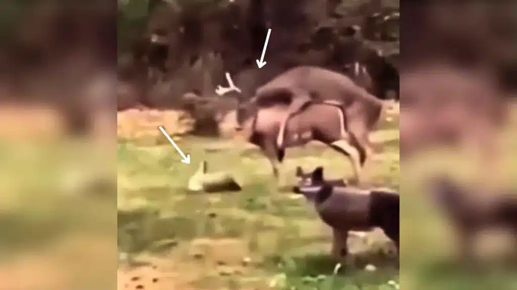 Un ciervo en celo monta a la diana 3D de un cazador con arco