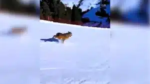 Un esquiador se enfrenta a un multa por perseguir a un lobo que acabó estrellado contra una valla
