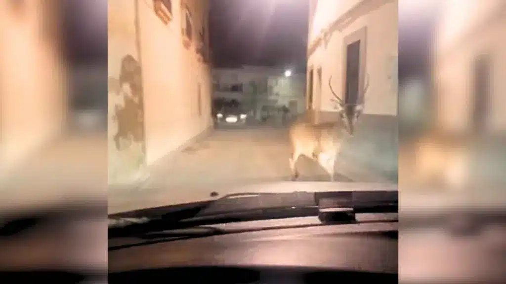 Un ciervo entra en un pueblo de Badajoz y pasea por sus calles