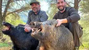 Padre e hijo cazan dos increíbles jabalíes en la última montería de la temporada