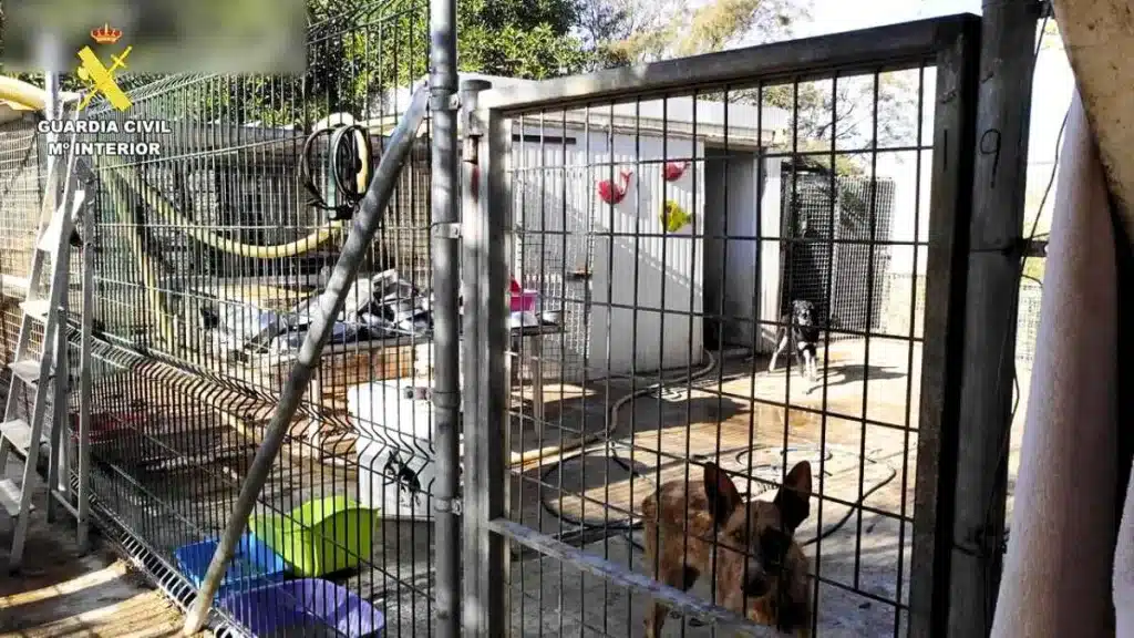 Investigan por maltrato animal a una protectora que enviaba perros al extranjero