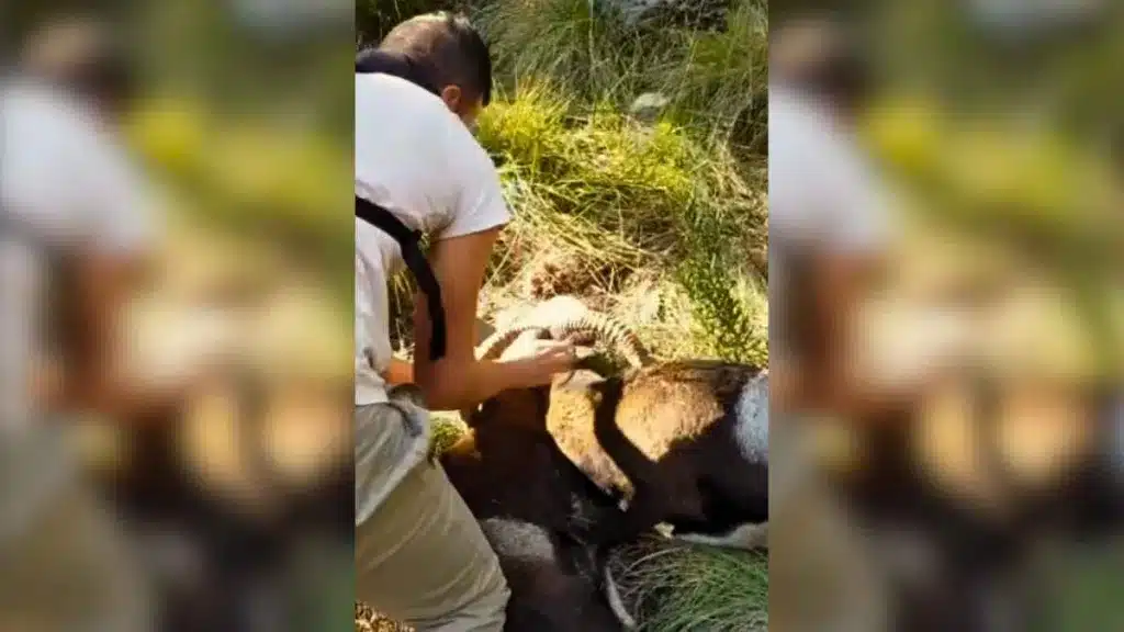 Dos cazadores liberan a dos muflones enganchados por sus cuernos en Jaén