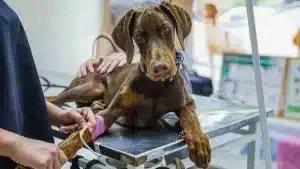 Perro en el veterinario.