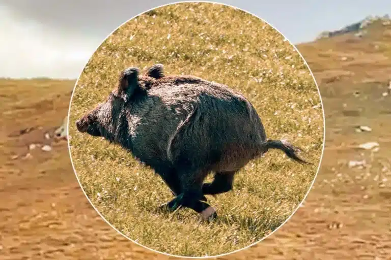 jabali record fallos cazadores