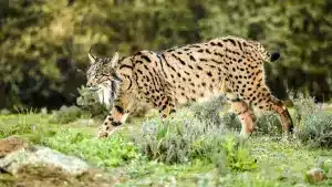 Lince ibérico