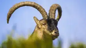 Una nueva subasta online oferta 38 permisos de caza de ciervo, rebeco, cabra montés y jabalí en León