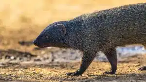 Cazadores andaluces instan a la Junta a ejecutar antes de junio las reformas legales comprometidas