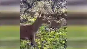 Un cazador se refugia detrás de una encina para no ser arrollado por un ejército de ciervos