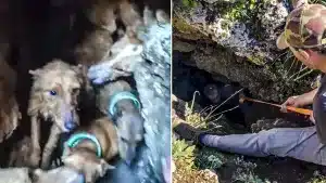 Un rehalero rescata a sus 14 perros de caza tras pasar tres días atrapados en una grieta en Málaga