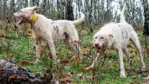 Extremadura se plantea autorizar de nuevo la caza con perros en Monfragüe