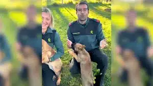 La Guardia Civil hace un llamamiento para poner nombre a estos futuros agentes caninos