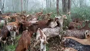 Un ejército de ‘cabras bombero’ controla la vegetación y previene los incendios de este monte