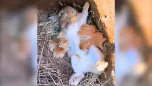 Una coneja amamanta a sus cinco gazapos: el vídeo que han visto 70 millones de personas en un solo día