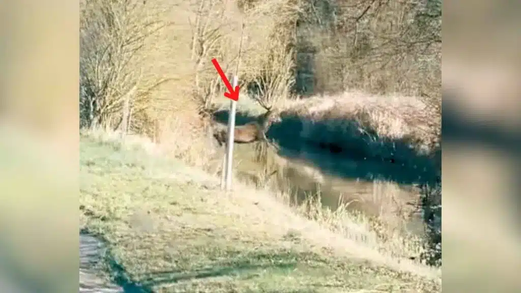 Un ciervo cruza a toda velocidad una carretera y de un salto sobrepasa este río