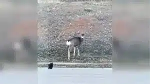 Un gato con mucha autoestima acecha a un ciervo
