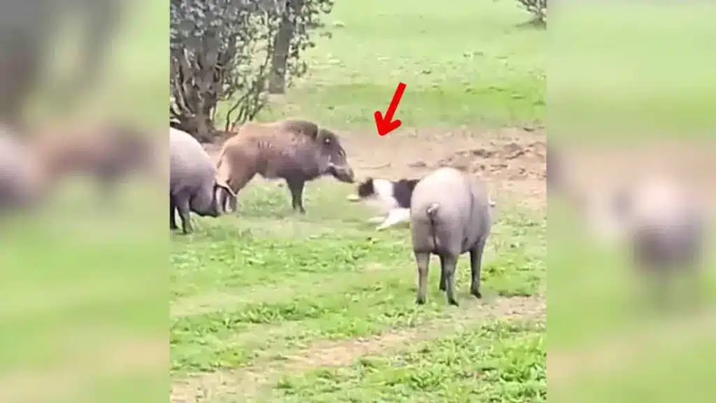 Un border collie se enfrenta a un jabalí que se había colado en una piara de cerdos