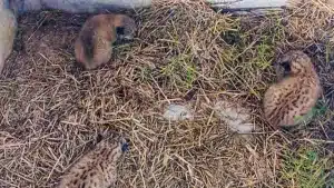 Un ganadero de Toledo entra en su pajar y se encuentra tres crías de lince recién nacidas