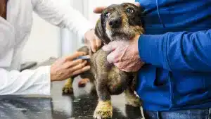 Llega al mercado una nueva inyección que protege a los perros de pulgas y garrapatas durante un año entero