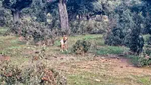 El perro de caza muestra la liebre.