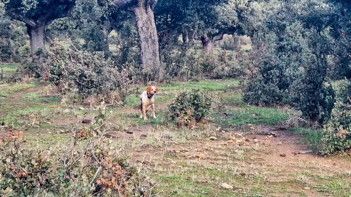 ¿Eres capaz de ver la liebre que muestra este perro de caza antes de