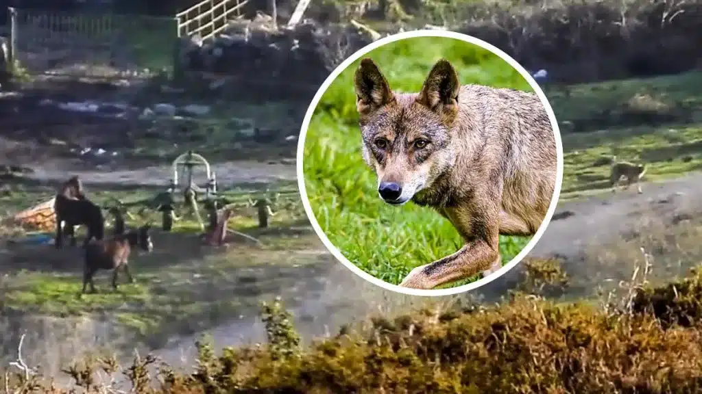 Graban a un lobo colándose en los corrales de una explotación ganadera en Cantabria