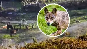 Graban a un lobo colándose en los corrales de una explotación ganadera en Cantabria