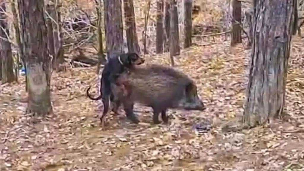 Un perro de caza monta a una hembra de jabalí en celo
