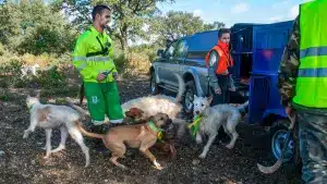 Rehaleros con sus vehículos de transporte.