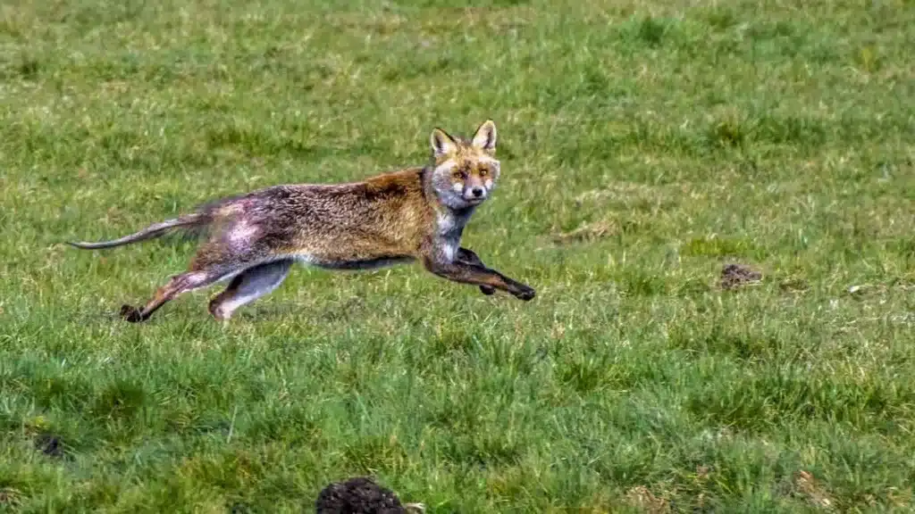 La cámara trampa de un amante de la naturaleza documenta un caso de sarna en zorros: «Por esto es necesaria la caza»