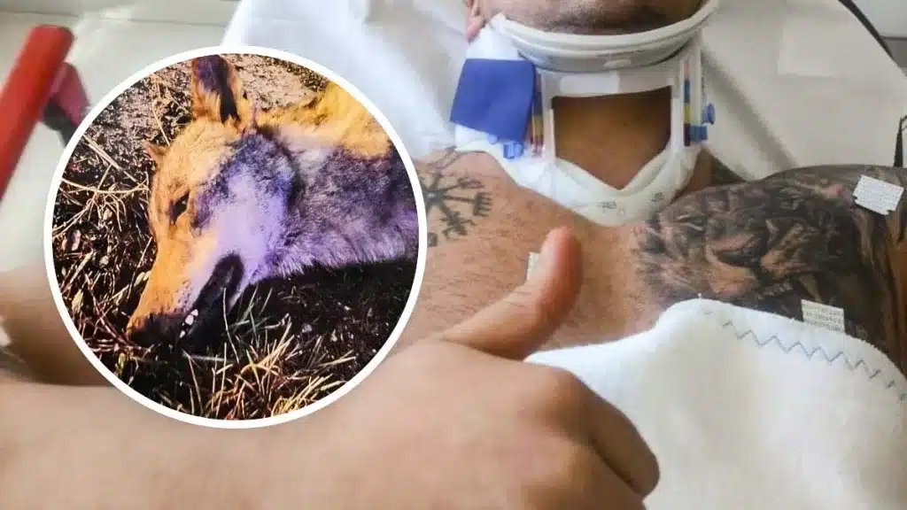 Trasladan al hospital a un vecino de Segovia tras sufrir un accidente de tráfico con un lobo