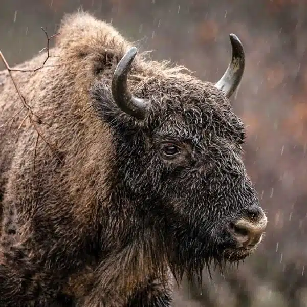 Grupos ecologistas buscan fincas en Extremadura, Andalucía y Castilla-La Mancha para reintroducir bisontes