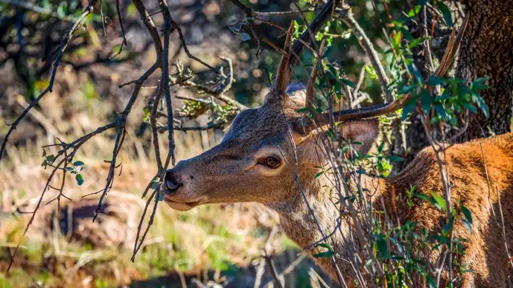 Un ciervo come hojas de una encina en el Parque Nacional de Monfragüe. © Shutterstock