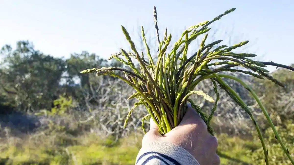 Cómo coger espárragos silvestres en el campo