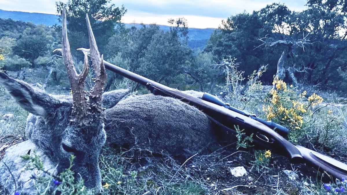 Esta temporada de corzo podría ser la mejor de los últimos años