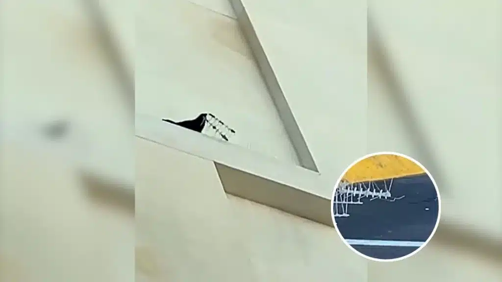 Un cuervo acaba con las protecciones antiaves de un edificio y las tira una a una al suelo