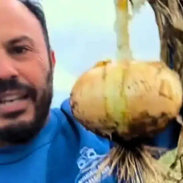 Un agricultor muestra una realidad para llorar: un campo con miles de cebollas sin recoger