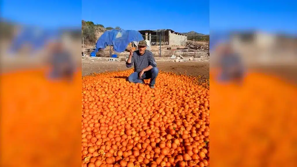 Un agricultor muestra miles de mandarinas tiradas por el suelo en un campo de Valencia