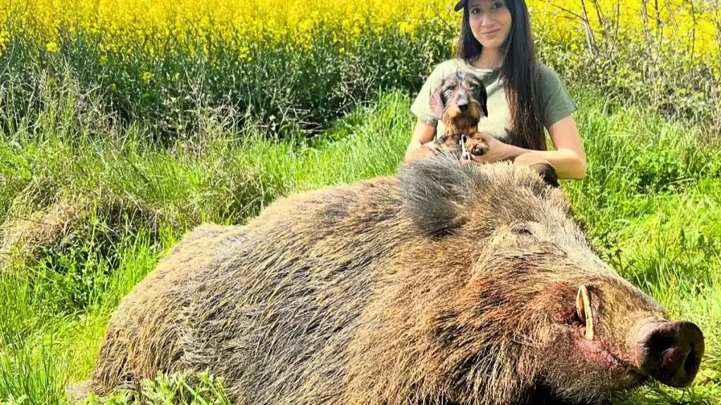 Una joven caza uno de los mayores jabalíes de Zamora: un animal de 135 kilos