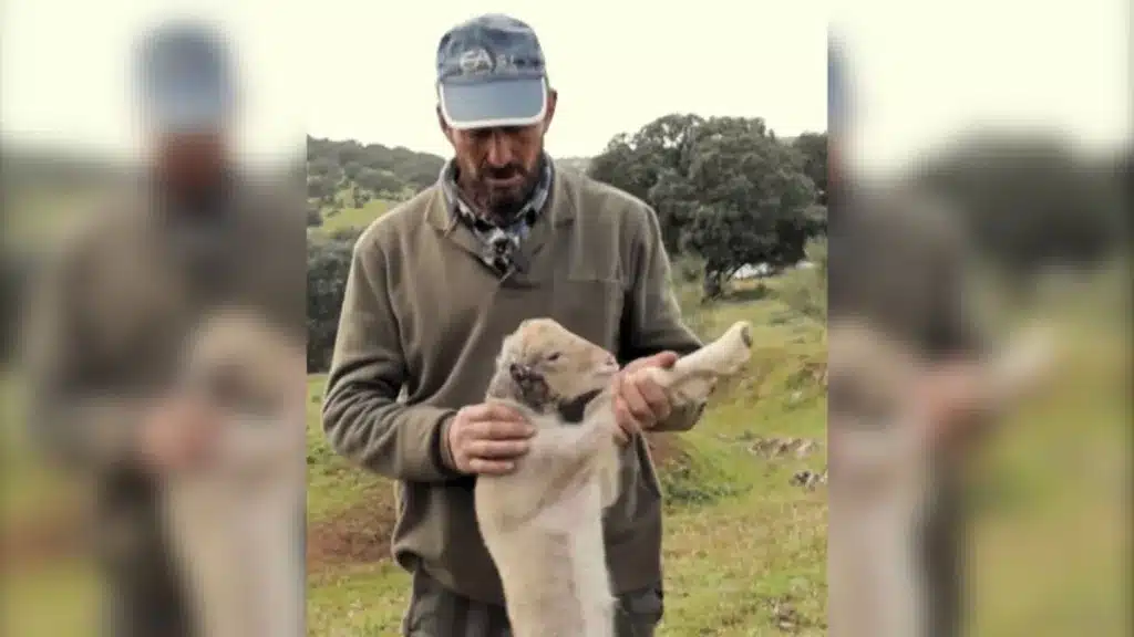Un pastor encuentra uno de sus corderos herido: «Se han comido las orejas los meloncillos»