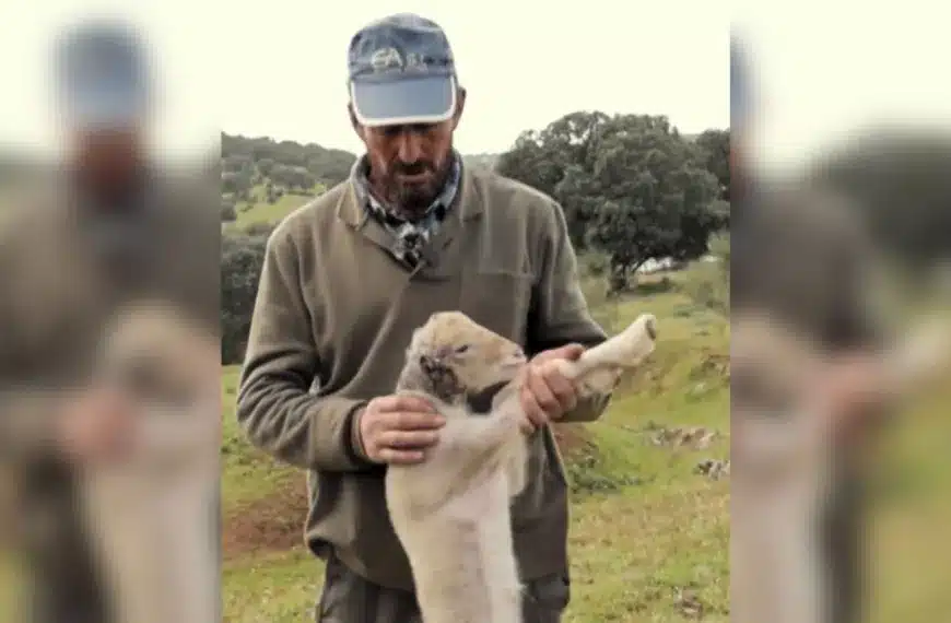 Un pastor encuentra uno de sus corderos herido: «Se han comido las orejas los meloncillos»