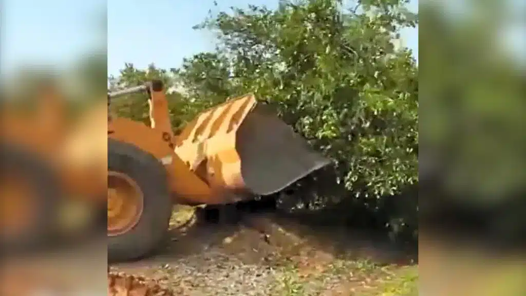 Un agricultor cabreado muestra cómo arrancan toda una plantación de naranjos