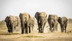 Alemania plantea prohibir la importación de trofeos y Botsuana amenaza con enviarles 20.000 elefantes