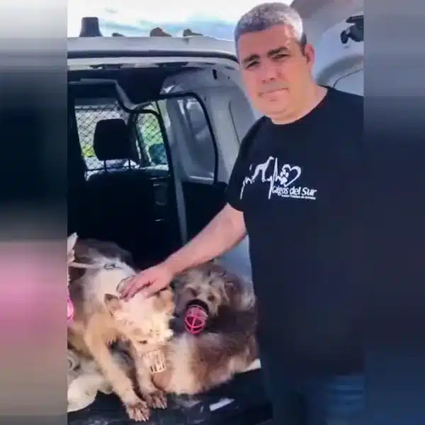 Los 25 perros intervenidos en Hornachuelos no pertenecían a una rehala: la FAC desmiente otra noticia de Galgos del Sur