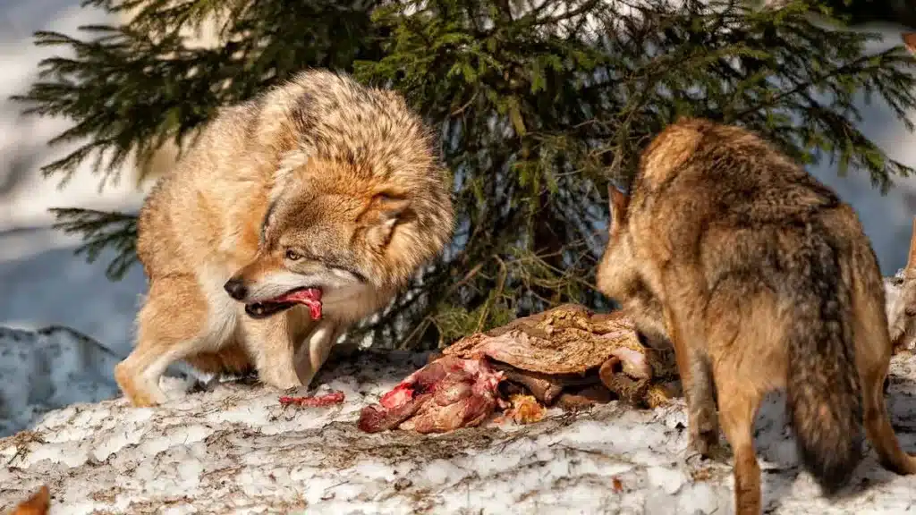 LOBO-COMIENDO