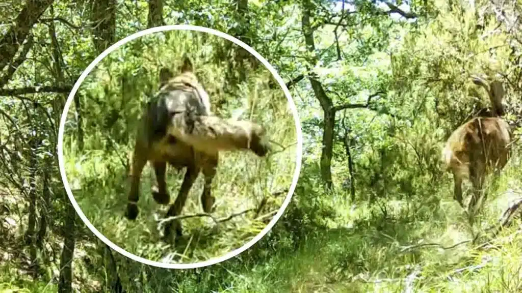 Una cámara trampa graba a un lobo ibérico cazando a una cierva