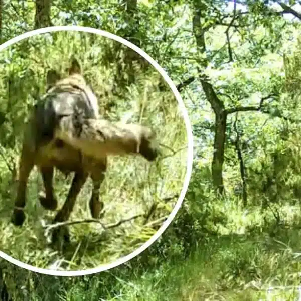 Una cámara trampa graba a un lobo ibérico cazando a una cierva