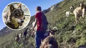 Dos lobos atacan a un pastor asturiano de 17 años tras matar a una de sus cabras