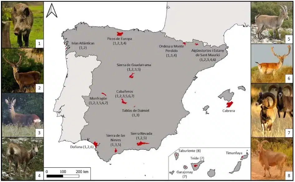 Presencia de ungulados silvestres en los diferentes Parques Nacionales de España

