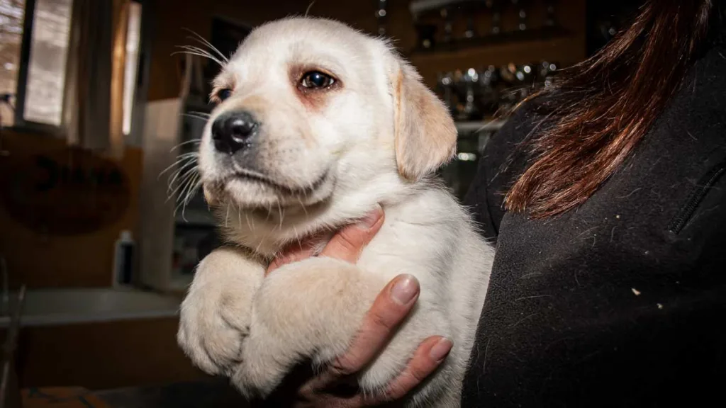 ¿Es legal publicar un anuncio para regalar un perro de caza con la nueva ley animalista?